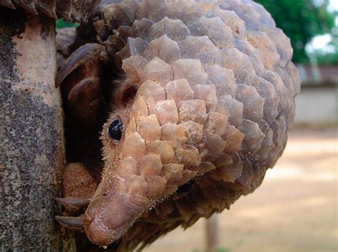 Pangolins are amazing animals, but, tragically, they are also the most trafficked mammals in the world. Dark Roasted Blend: Magnificent Pangolin: Scaled, "Precise ...