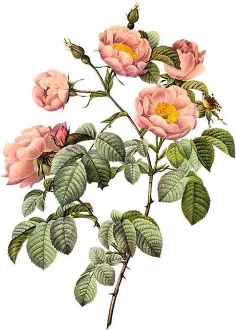 Redouté Rosa Mollissima Botanical Drawings Flower Drawing Rose