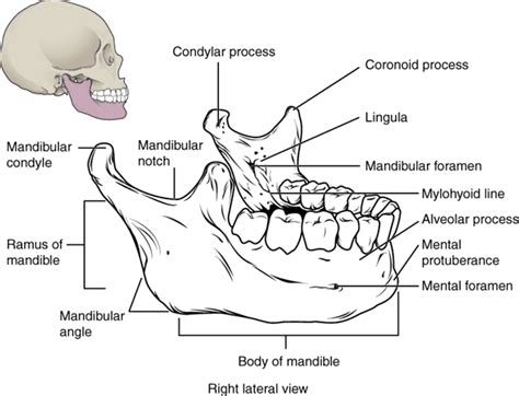 5 The Temporomandibular Joint Simplemed Learning Medicine Simplified