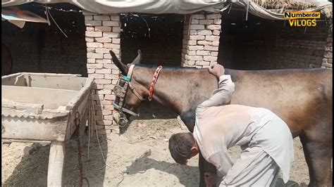 Donkey Mating 5 Horse Mating Horse Breeding Donkey Breeding