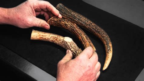 How To Easily Restore Color To Stag And Deer Antler Youtube