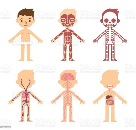 Anatomy Chart For Kids Stock Illustration - Download Image Now - iStock