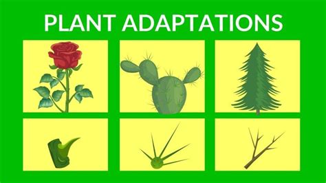 Plant Adaptation Definition And Examples In Details Basic