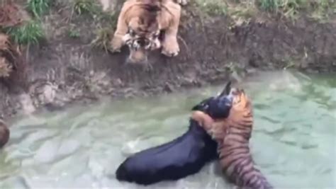 Viral Video Chinese Zoo Fed A ‘live Donkey To Tigers As