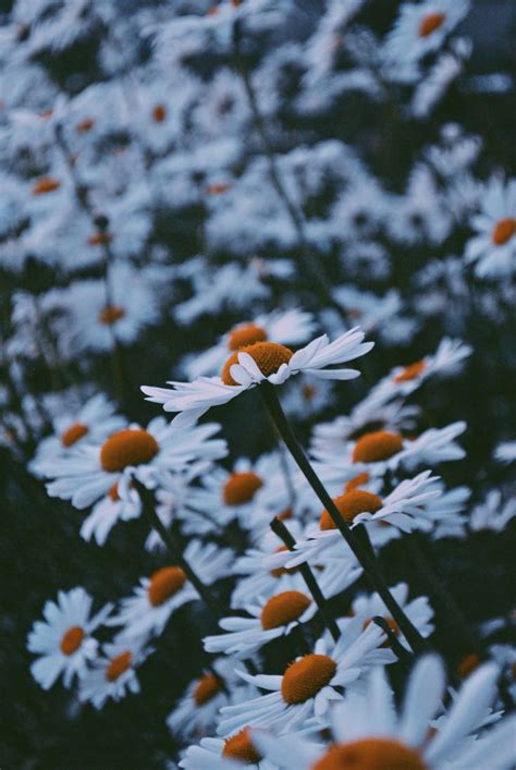 Aesthetic Daisies🤍 Flowers Aesthetic Plants