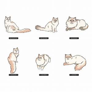Ragdoll Cat Breeds Colors Patterns Types Of Ragdoll Cats Fur