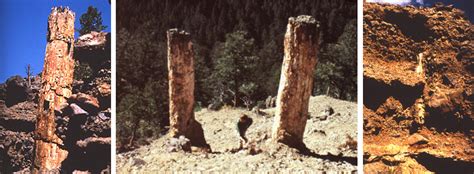 Petrified Tree Yellowstone