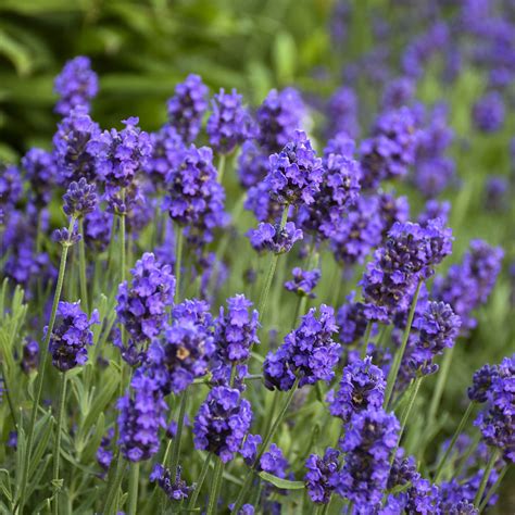 This is an excellent selection for the garden thanks to its airy texture and is perfect for lightening the effect of brightly colored flowers in the landscape. Lavandula SWEET ROMANCE - Buy Lavender Perennials Online