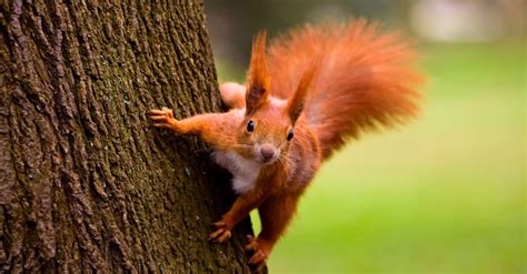 Red Squirrel Animal Facts Tamiasciurus Hudsonicus Az Animals