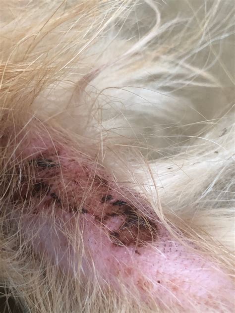 My Golden Retrievers Is Missing A Spot Of Hair On His Tail And There Is
