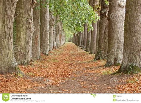 Tree Alley Perspective Royalty Free Stock Photo Image 1167875