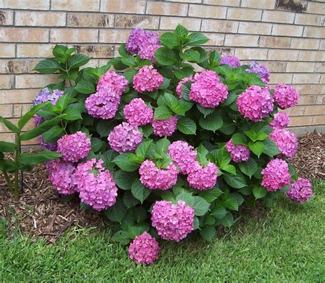 Pink Hydrangea Plant New P83 In Sumter Sc Newtons Greenhouse And