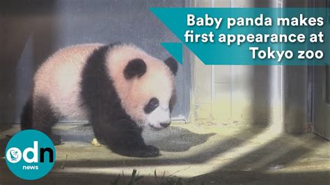 Baby Panda Makes First Appearance At Tokyo Zoo Youtube
