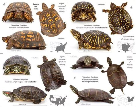 Types Of Turtles In Usa Turtle Types Of Turtles Tortoise Care
