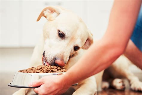 How long does their food stay in their stomachs? How Long Does it Take for a Dog to Digest Food and Other ...