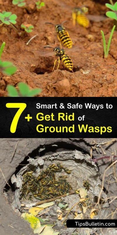 7 Smart And Safe Ways To Get Rid Of Ground Wasps Natural Wasp