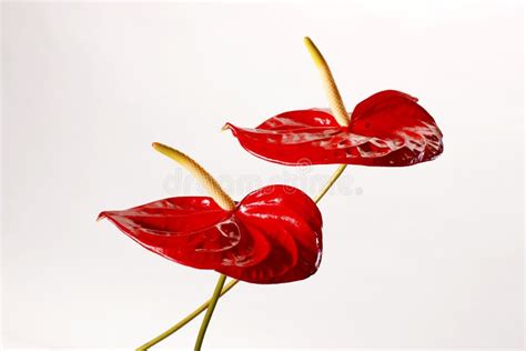 Red Anthurium Flower Stock Photo Image Of Stem Form 41115574