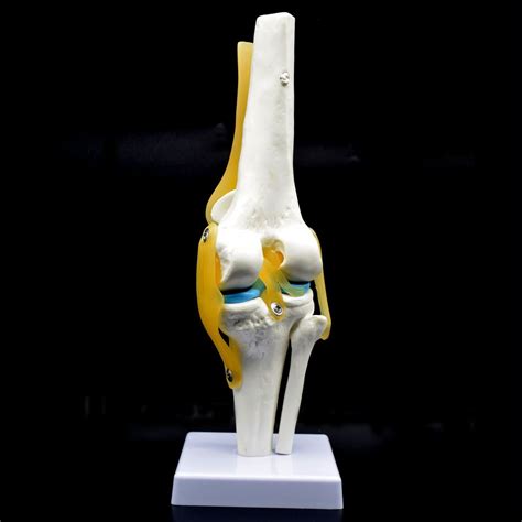 Buy Human Knee Joint Model With Ligaments Flexible Anatomically