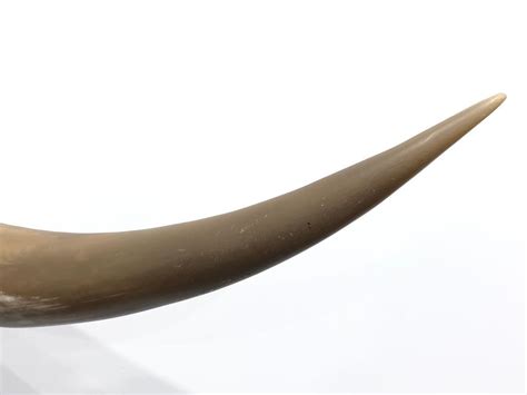 Horns synonyms, horns pronunciation, horns translation, english dictionary definition of horns. Lot - Vintage X-Large Mounted Long Horn Bull Horns