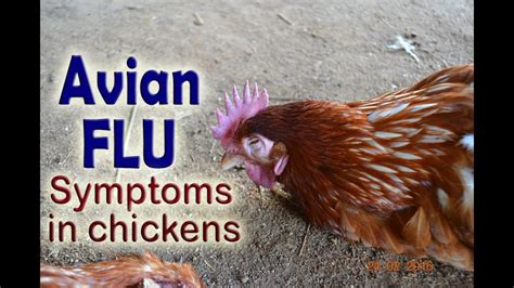 Common Chicken Diseases