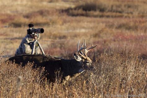 Country Captures Photographing Park Whitetails