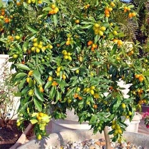 Nagami Kumquat Tree With Small Orange And Yellow Fruit And Green