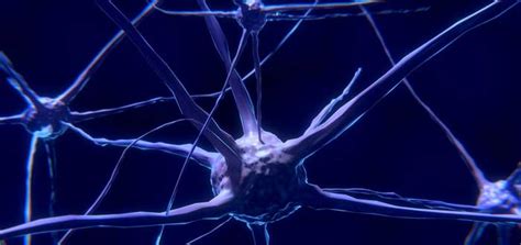Discovery Elderly Brains Do Produce New Cells Life Persona