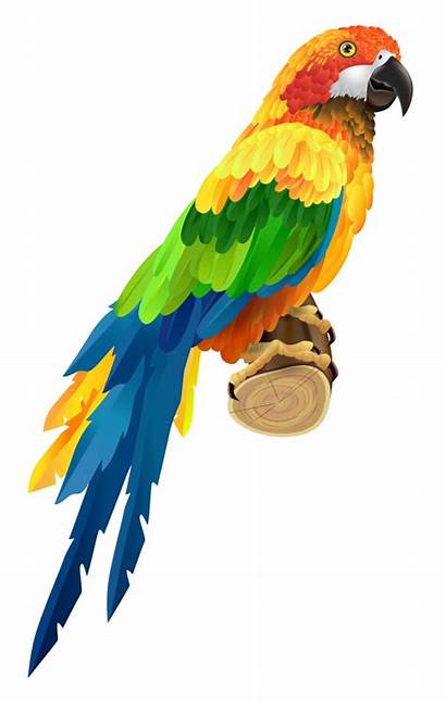 Parrot Bird Vector Colorful Wildlife Parrots Drawing