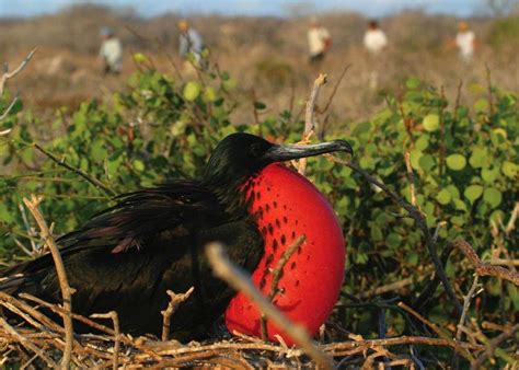 Great Frigate Bird Islas Galápagos Islas Archipiélago