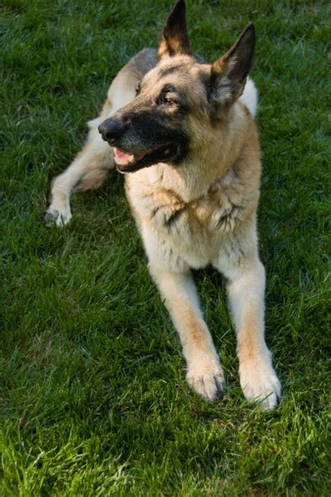 Check spelling or type a new query. How to Make Your German Shepherd Gain Weight | Cuteness