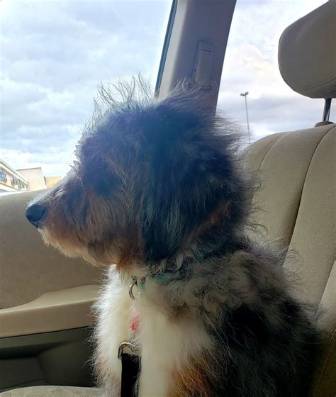 Enjoying The Ride With Johnny Merle Aussiedoodle From The Vhr Ranch In