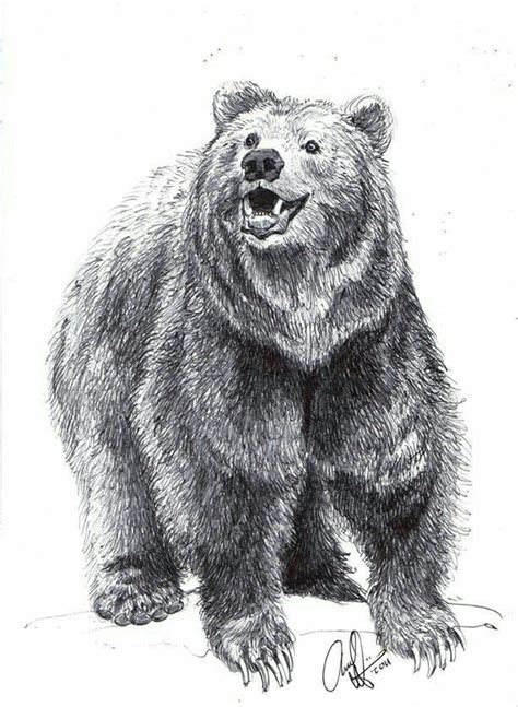 Pin By Susan Carrell On About A Bear Bear Drawing Bear Sketch
