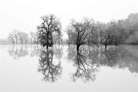 Reflections In Water Black And White Tree Print Nature Etsy Nature