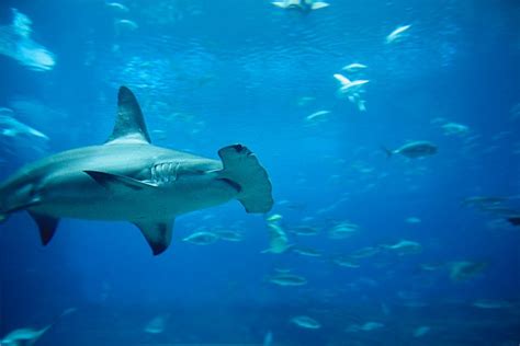 Are Hammerhead Sharks Dangerous The Truth You Need To Know The