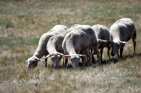 DIZIMIEU (ISERE NORD). Un troupeau de moutons s'évapore