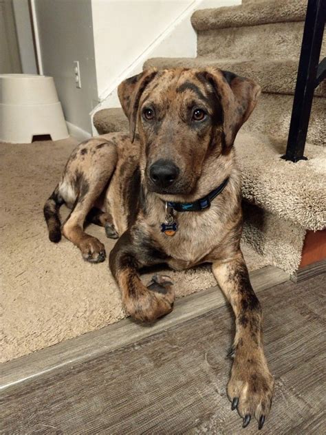 Chihuahua lab mix products and accessories. My Catahoula Lab mix puppy | Lab mix puppies, Catahoula ...