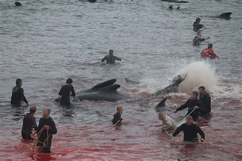 It has been practiced in the faroe islands in the north atlantic since about the time of the first norsemen settled there which is approximately the 9th century. Whale hunt takes place in Faroe Islands | Fashion Model Secret
