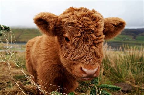 Baby Highland Süßeste Haustiere Niedliche Tierbabys Flauschige Kühe