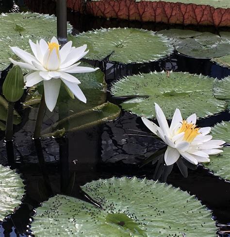 Tropical Night Blooming Water Lily Nymphaea White Saber Tooth In