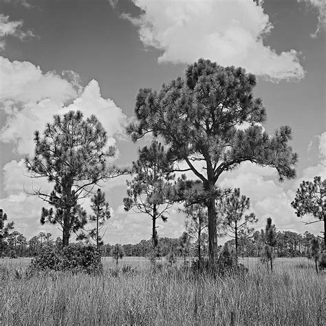 Pines Trees In Big Cypress 1 Photograph By Rudy Umans Fine Art America