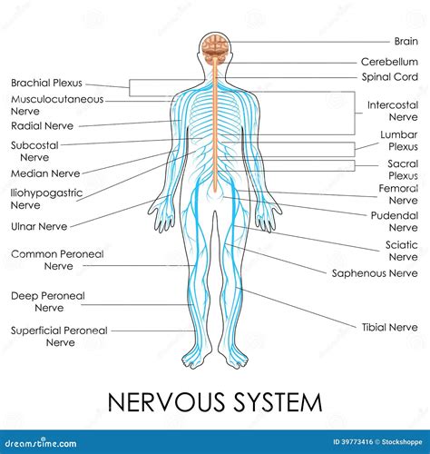 Nervous System Stock Vector Illustration Of Biological 39773416