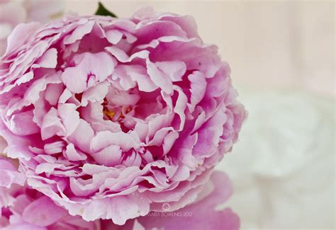 Pretty Medicine Peonies And Roses