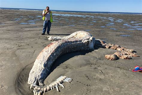 A Huge Shark Washed Ashore This Morning On A Beach In Maine