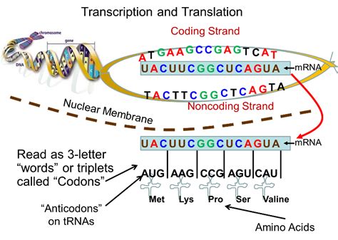 Genes