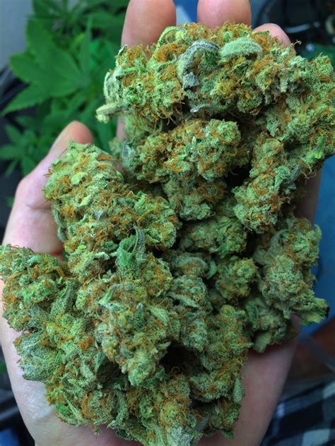 The devils lettuce~