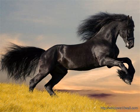 Arabian Horse Black Jumping Wallpaper Windows 10 Wallpapers
