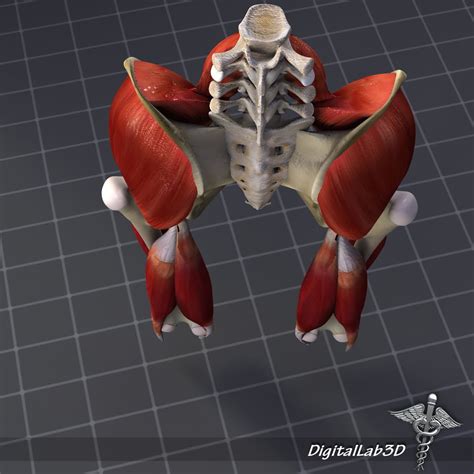 Attached to the pelvis are muscles of the buttocks, the lower back, and the thighs. DigitalLab3d: Pelvic Muscle Group