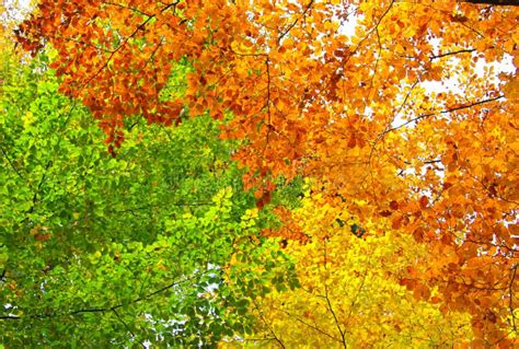 Yellow Green And Orange Leaves Autumn Background Stock Photo Image