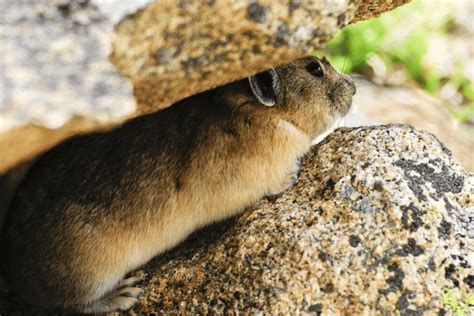 American Pika Facts Critterfacts