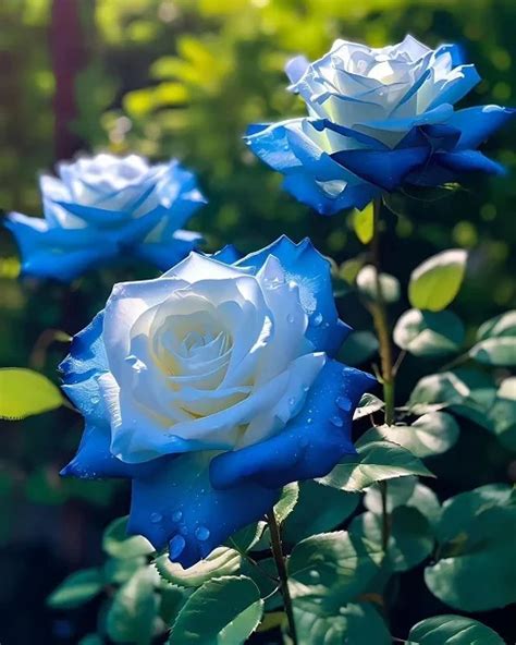 13 Stunning Blue Rose Varieties And The Meaning Of Blue Roses Flowers